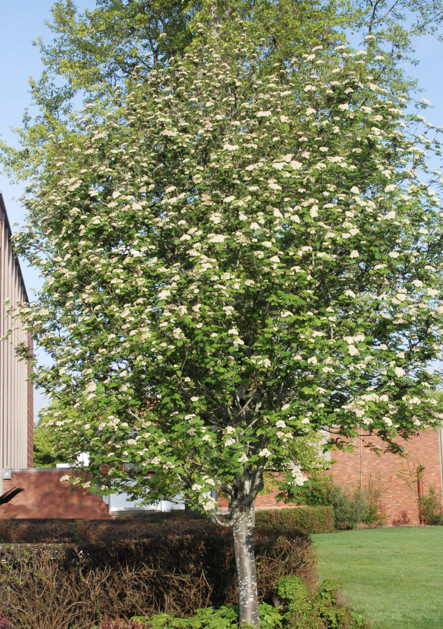 European Mountain Ash in the spring