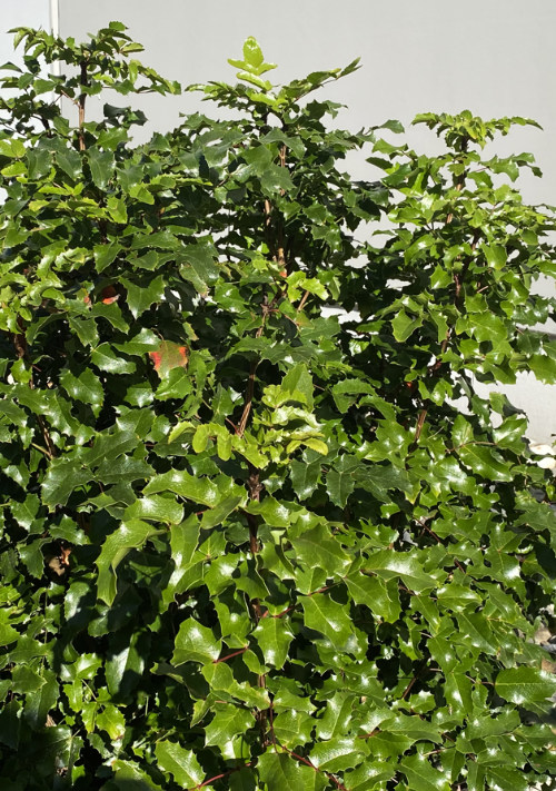 Oregon Grape provides winter food for Okanagan birds