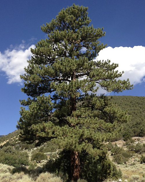 Ponderosa Pine provides winter food for Okanagan birds