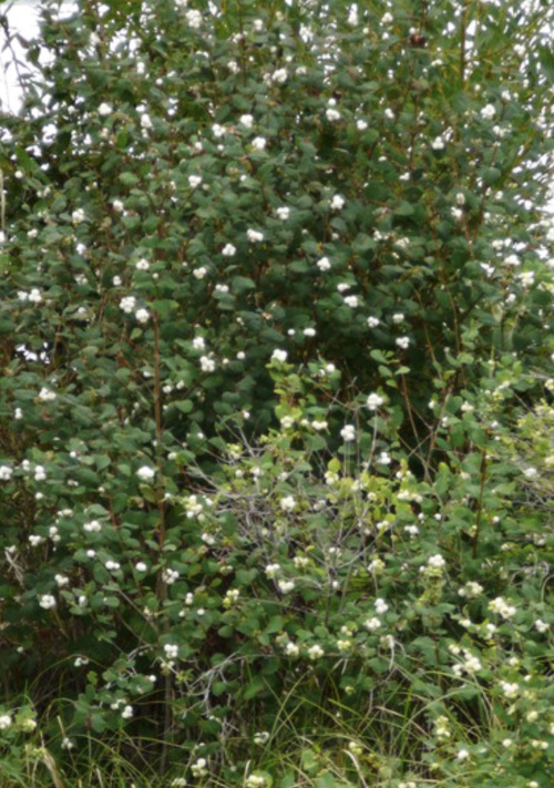 Oregon Grape provides winter food for Okanagan birds