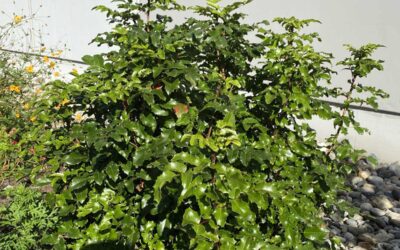 Mahonia or Berberis?