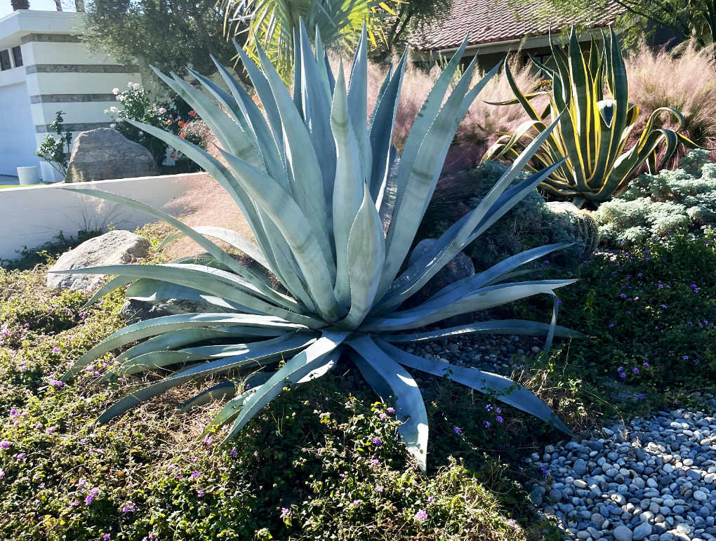 Agave– Okanagan Xeriscape Association Plant of the Month for February 2025