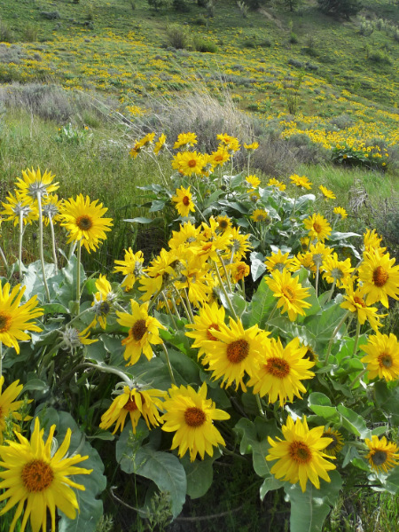 Balsamorhiza sagittata (Arrowleaf Balsamroot) is an Okanagan native