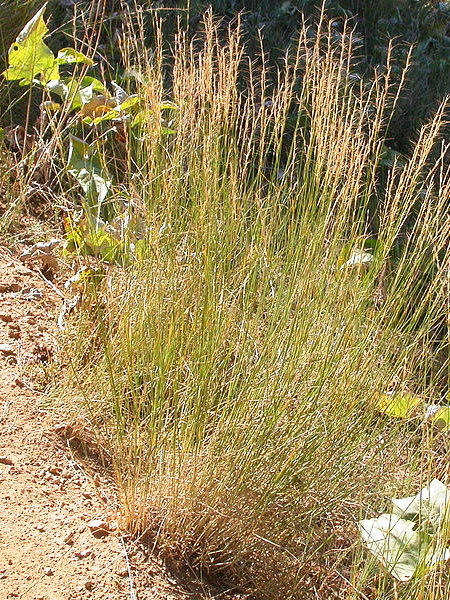 Pseudoroegegneria spicata - bluebunch wheatgrass is an Okanagan native