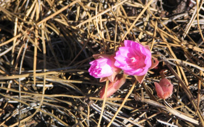 Embrace Native Plants