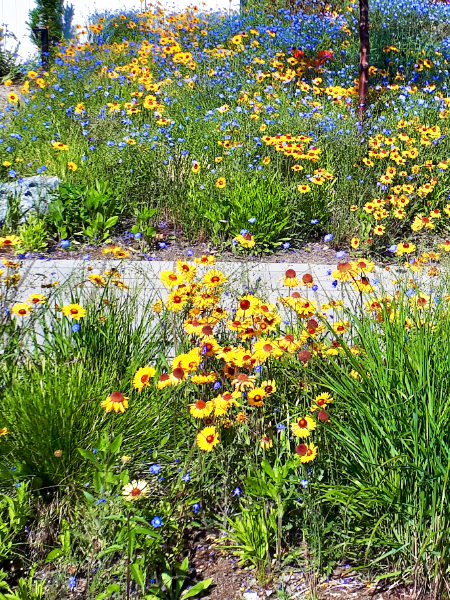 Linum perenne (Blue Flax) and Gaillardia aristata (Brown-Eyed Susan) Okanagan native plant