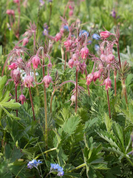 Geum Triflorum (Prairie Smoke) is an Okanagan native