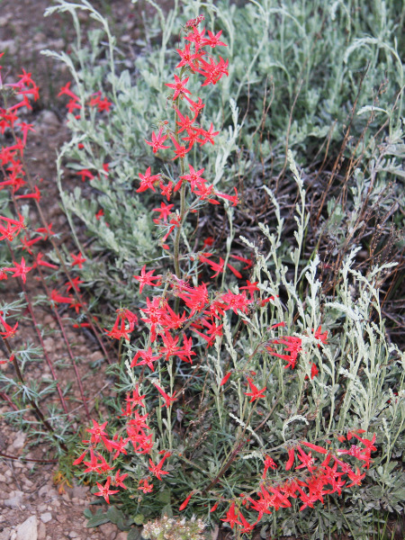 Ipomopsis aggregata - Scarlet Gilia is an Okanagan native plant