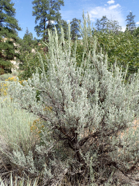 Artemesia tridentata- Big sagebrush is an Okanagan native plant