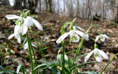 Galanthus Nivalis