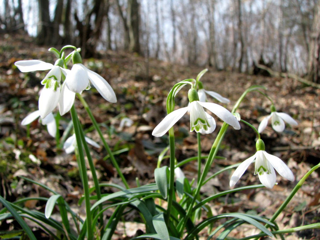 Snowdrop Closeup showing tepals– Okanagan Xeriscape Association Plant of the Month for March 2025