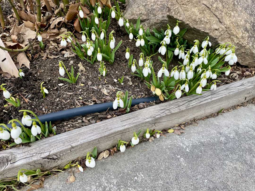 Snowdrops jumping their bed