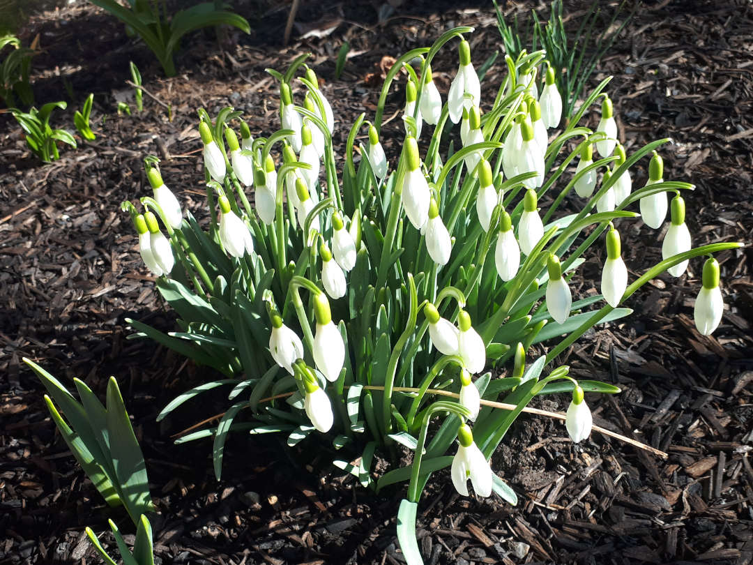 Snowdrop closeup– Okanagan Xeriscape Association Plant of the Month for March 2025