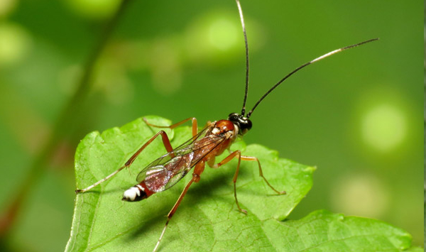 insects-Trichogramma-wasp Trichogramma Wasp