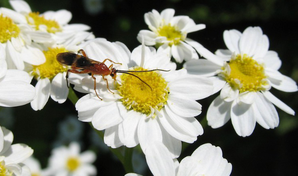 insects-brachonid-wasp Brachonid Wasp by Gilles Gonthier https://www.flickr.com/photos/gillesgonthier/