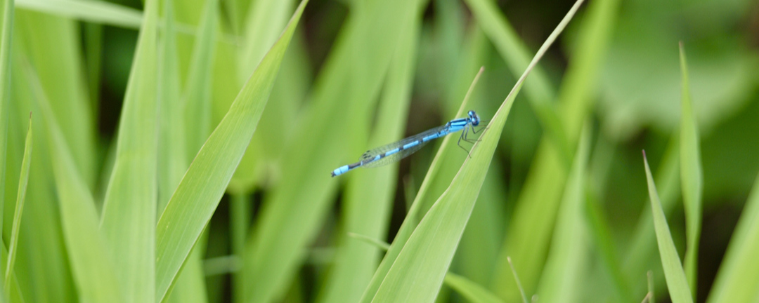 damselfly pollinator- Damselfly
