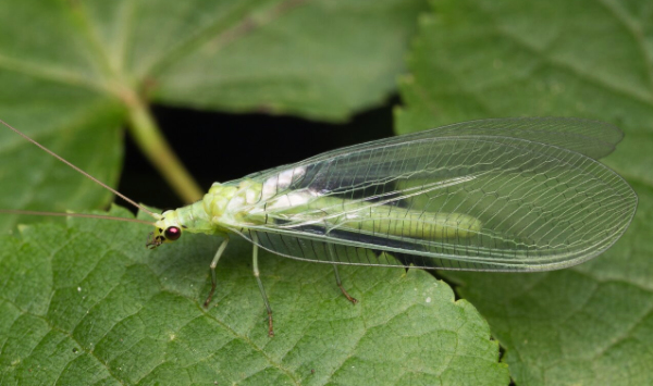 insects-green-lacewing Green Lacewing- photo by https://tyt.lt/