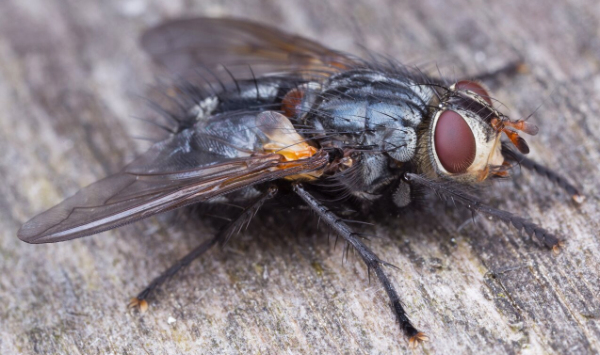 insects-tachinidae Tachinid fly
