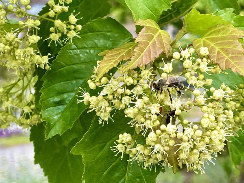 Beneficial Insects