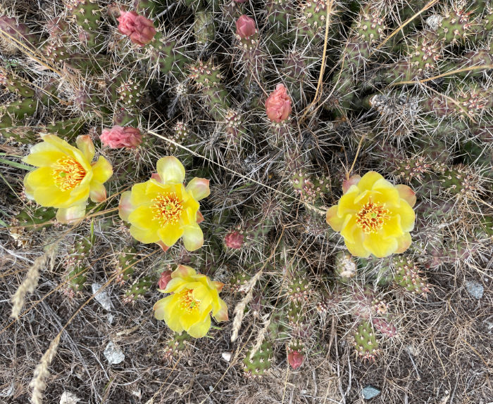 opuntia-blooms Opuntia Fragilis – Okanagan Xeriscape Association Plant of the Month for May 2025