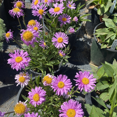 plant-sale OXA Popup Plant Sale- aster