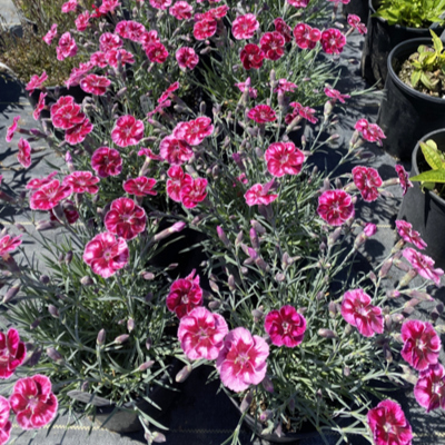 plant-sale OXA Popup Plant Sale- dianthus