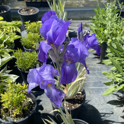 plant-sale OXA Popup Plant Sale- iris