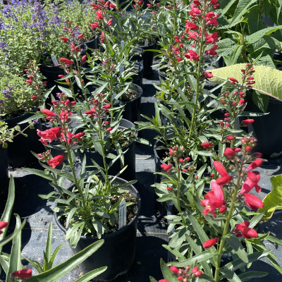 plant-sale OXA Popup Plant Sale- salvia