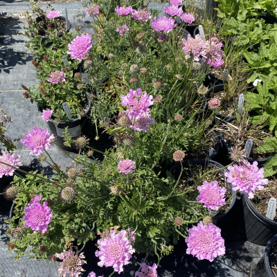 plant-sale OXA Popup Plant Sale- scabiosa