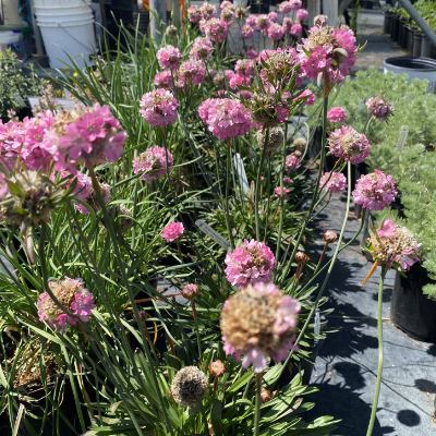 plant-sale OXA Popup Plant Sale- Thrift