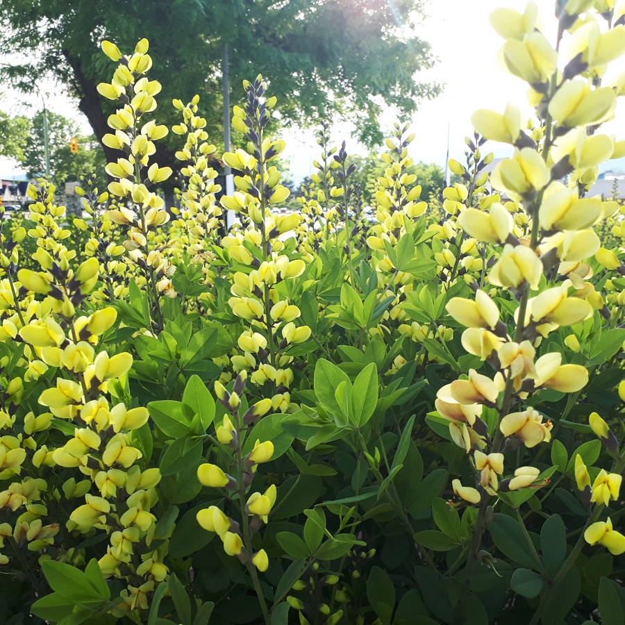 Blue-wild-indigo Baptisia Australis – Okanagan Xeriscape Association Plant of the Month for June 2025