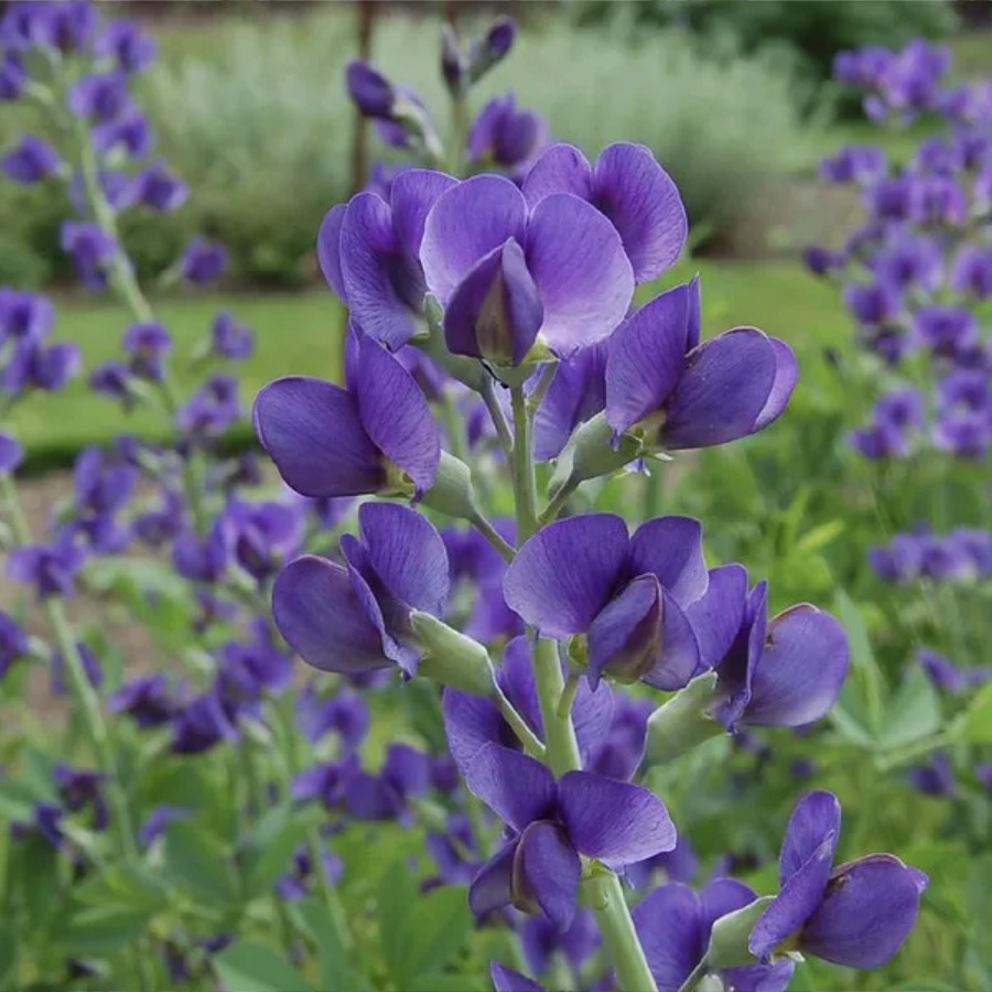 blueWildIndigo Baptisia Australis photo by Tim Waters https://www.knps.org/native-spotlight-baptisia-australis/