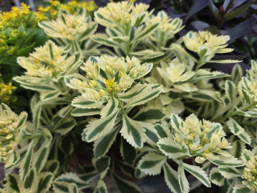 Sedum-takesimense-Atlantis OXA Plant of the Month for July 2025– Sedum Takesimense 'Atlantis'