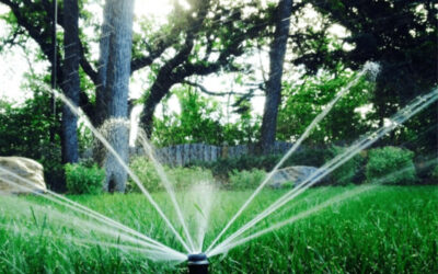 Turf That Thirsty Lawn