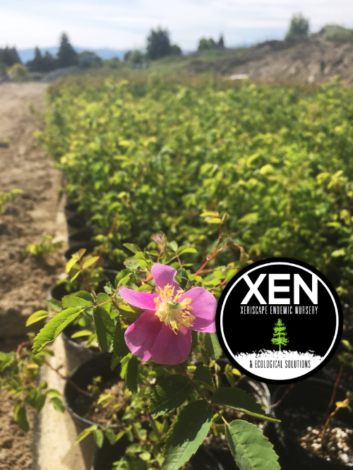 XEN-nursery-donor XEN Nursery- donor to REfresh the UnH2O Grow Xeriscape project