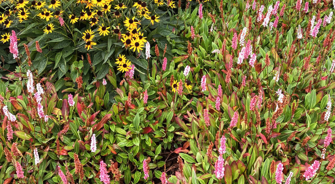 garden-closeup Kill that lawn- replacement options