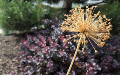 Seed Heads in the Landscape