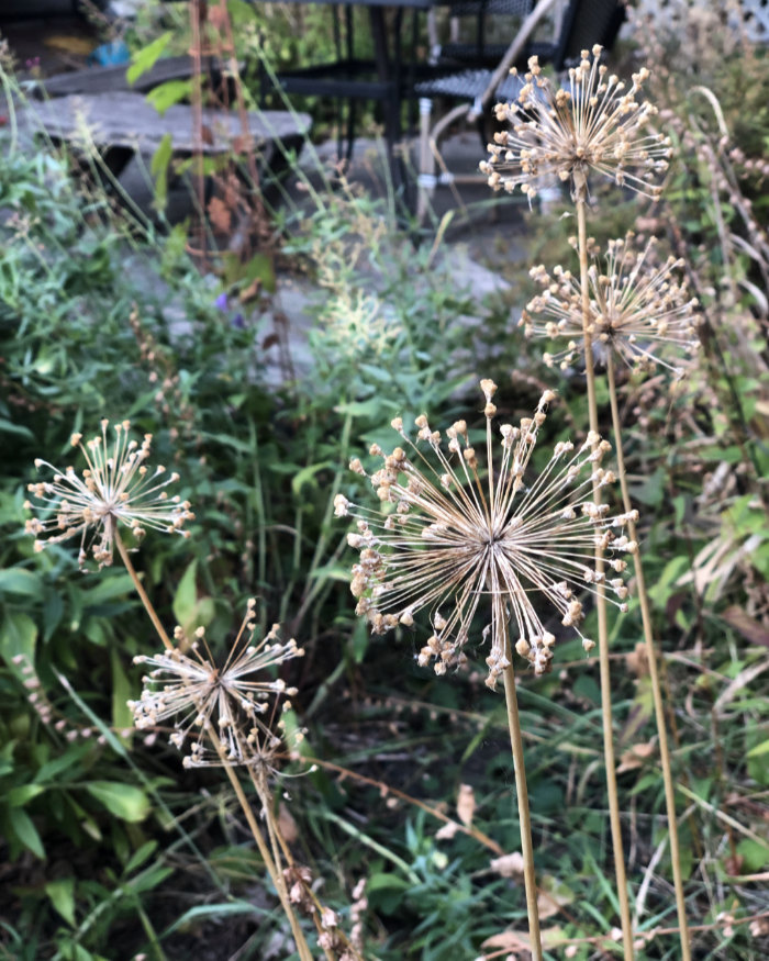 Globe Allium in a fall garden