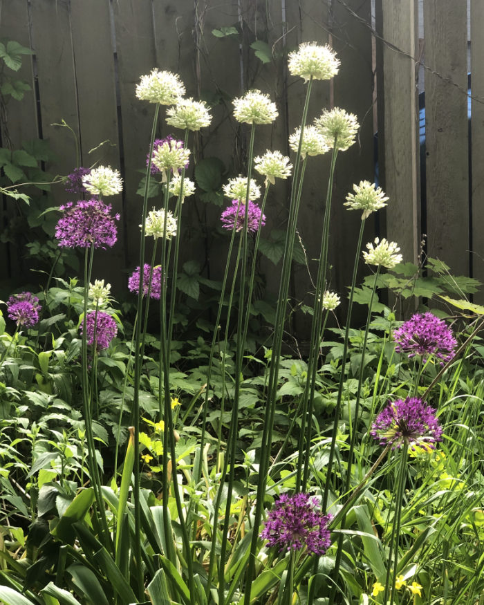 A variety of Alliums in the spring
