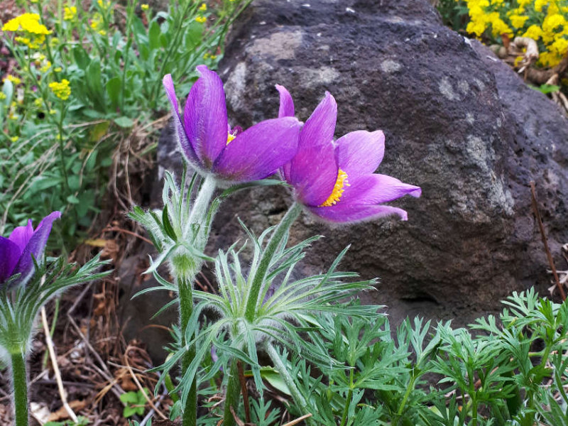 Pulsatilla- Pasque flower in spring