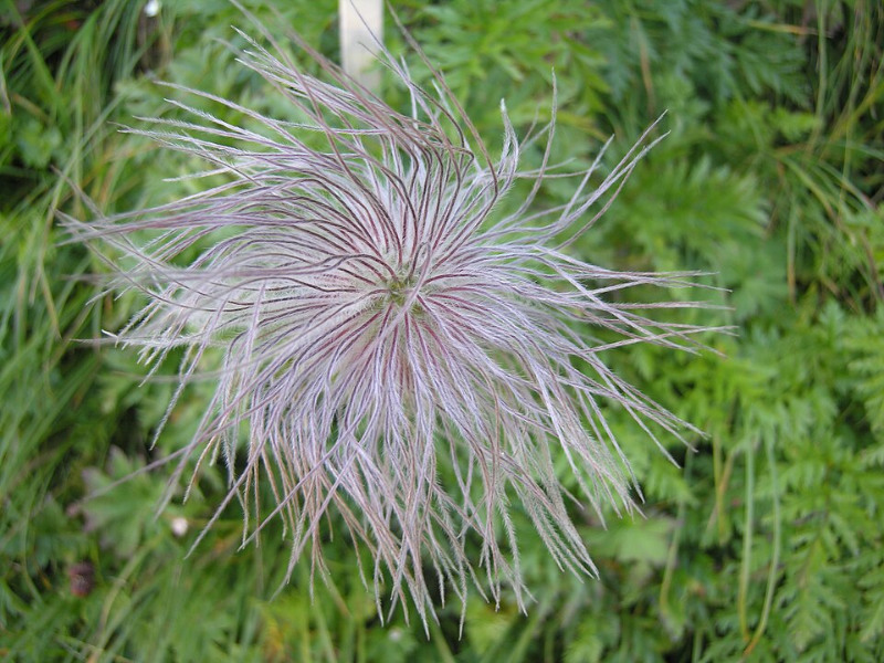 Pulsatilla seed head