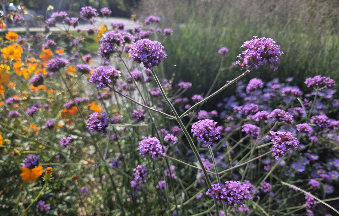Verbena bonariensis- OXA Plant of the Month for September 2025