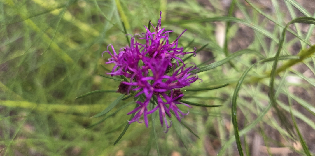 Vernonia-lettermanii-close Close-up of Veronia lettermani- OXA Plant of the Month for October 2025