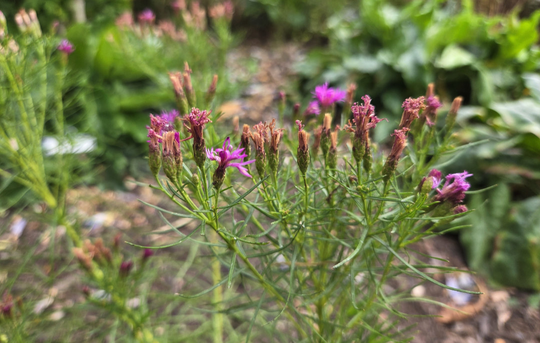 Vernonia-lettermanii Vernonia lettermanii- OXA Plant of the Month for October 2025