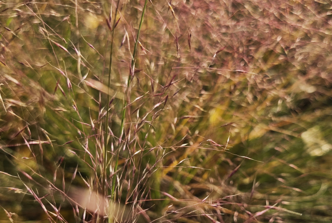 Closeup of Muhlenbergia capillaris OXA Plant of the Month for November 2025