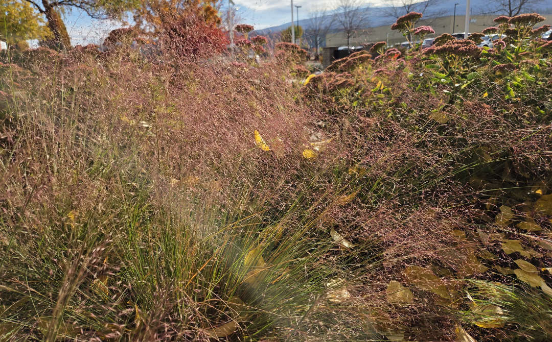 Muhlenbergia capillaris OXA Plant of the Month for November 2025