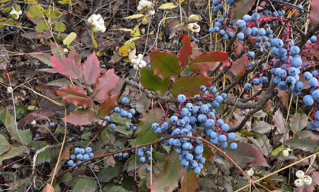 Mahonia now classified as Berberis- Plant of the month for December