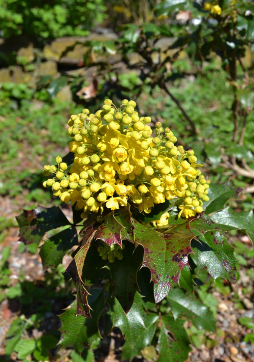 Berberis in bloom