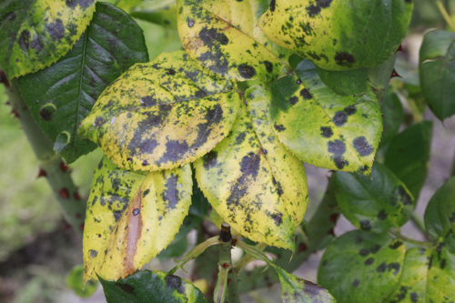 Stephen James McWilliam, CC0, via Wikimedia Commons