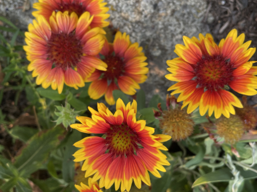Gaillardia in the Okanagan garden